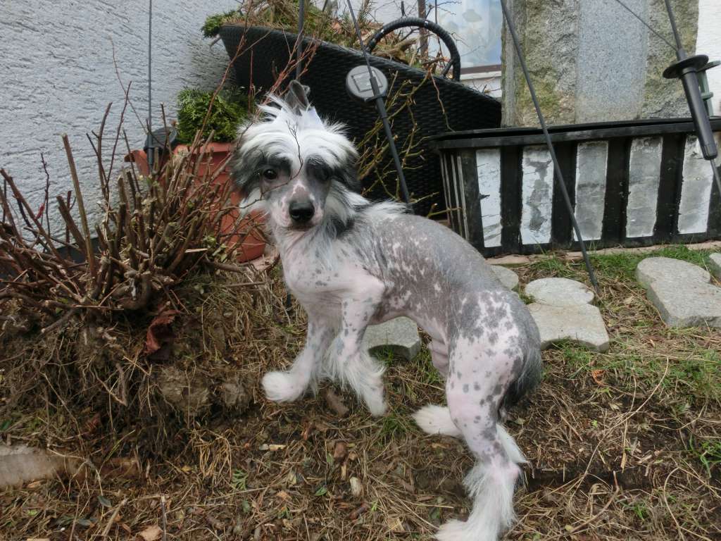 Twilight Diamonds Eragon