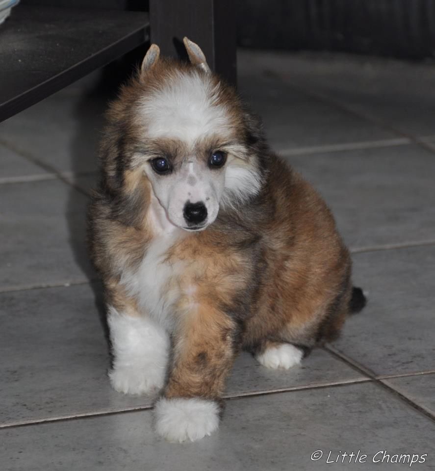 Grand Capitaine Little Champs