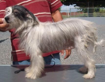 Biara Peluda do Baktaran