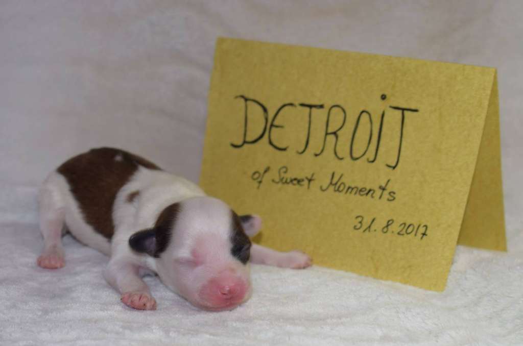 Detroit Sweet Moments