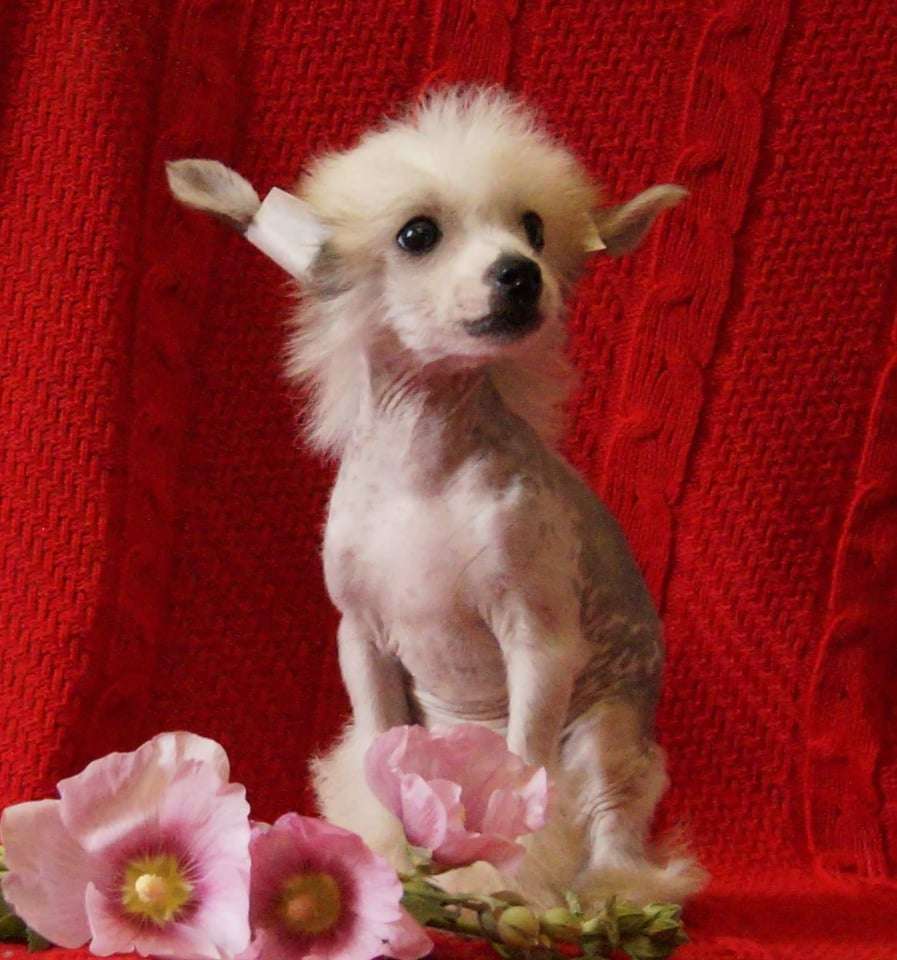 Mashama Mazi Rus Bahatika Nzuri