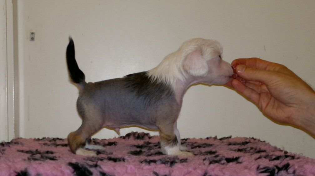 Arte Figure Fruit Fly