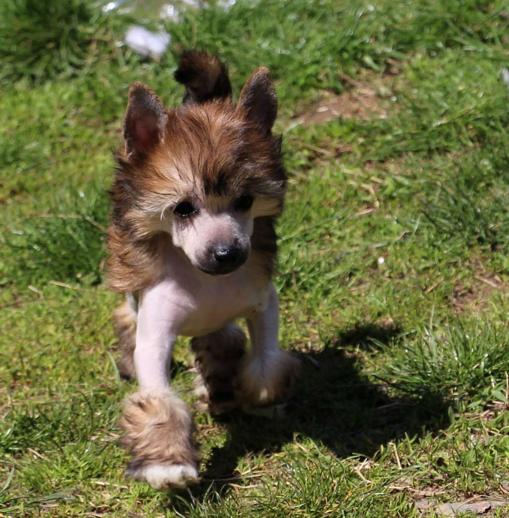 Birchvolgyi Iresine Malverne