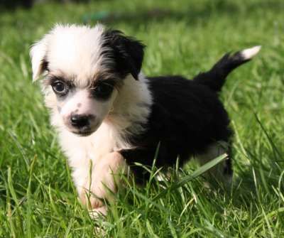 Veselaya Mozaika Vasilyok