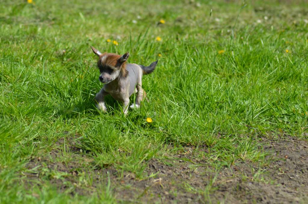 kameleondogs Siney kay