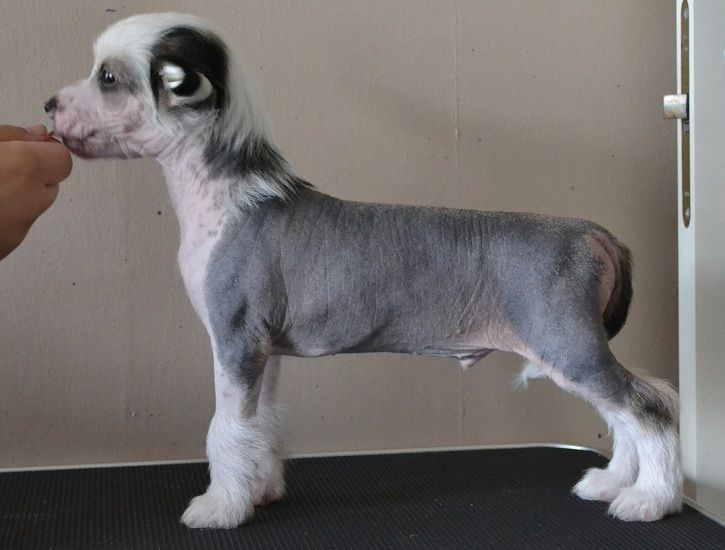 Fabulous Dogs U Smile