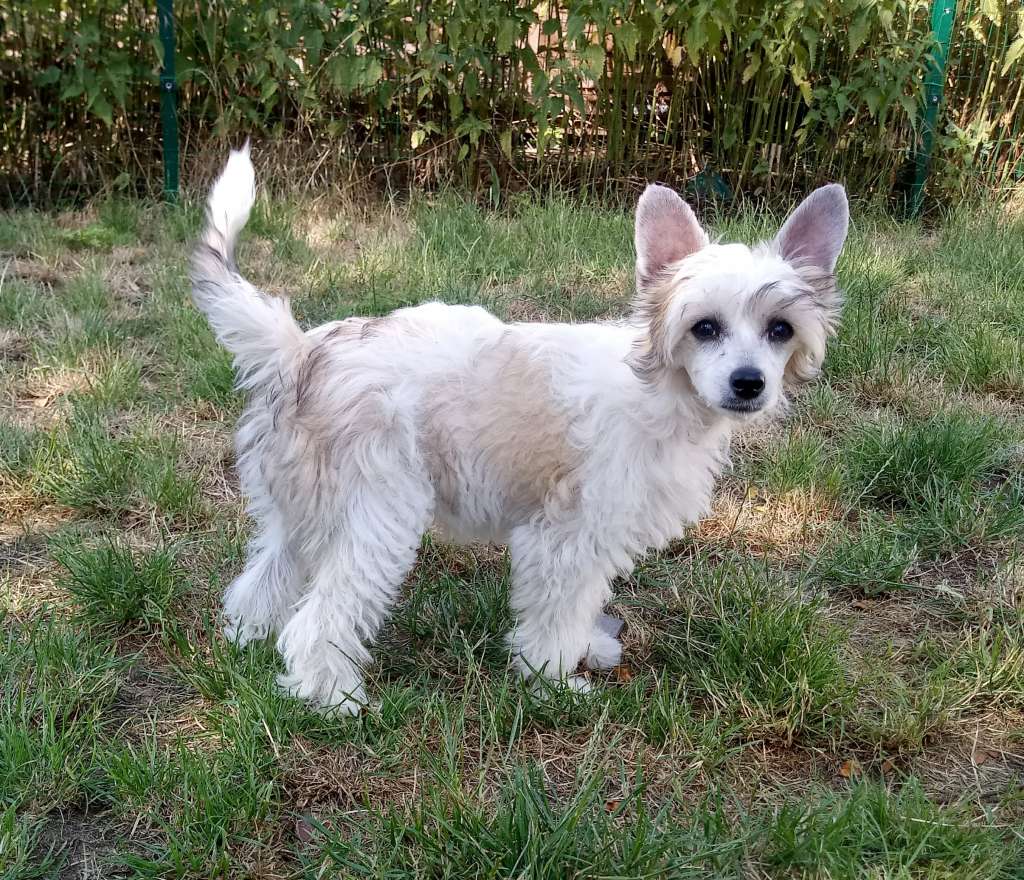 Jinglebell of Candymoor Castle