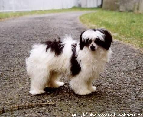 Acacia Powder Od Chlpiku