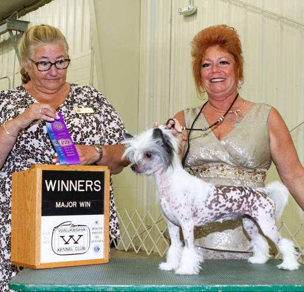 Ch Edelweiss Miss Jackson If You Please