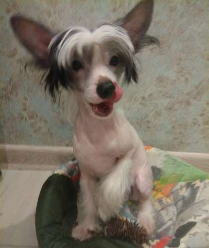 Apriori Vip Glen Stars