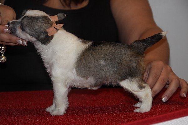 Aquacrest I'm Not Quilty