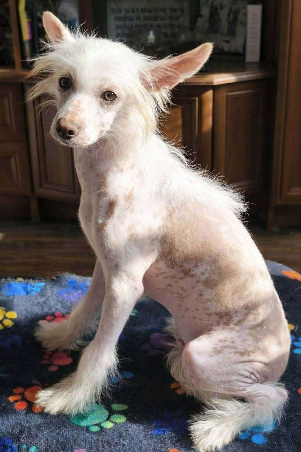 Amour De Luxe Dexter