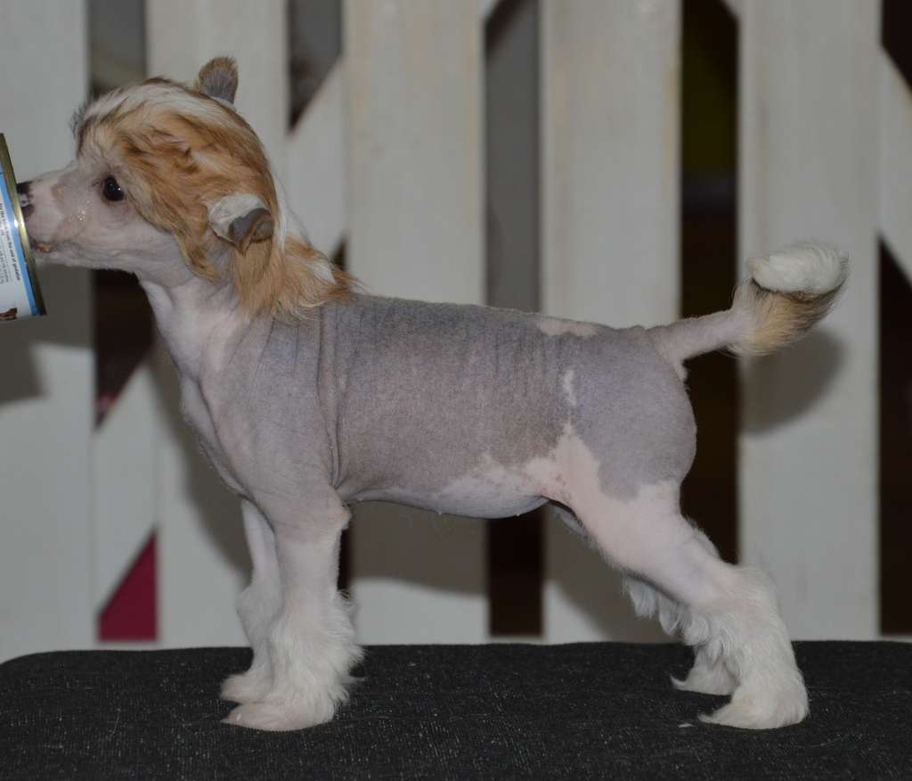 Kaitlin Zadrugar Rakovica