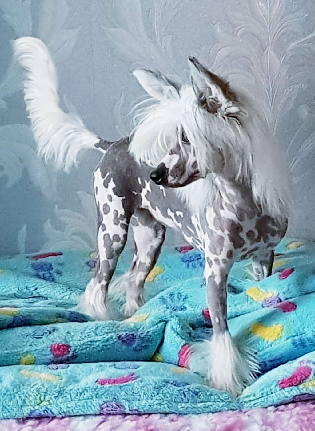 Am.Ch. Kaylens  Contemporary  Cosmopolitan  at  Sh