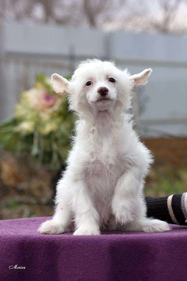 Shantli Rose Angelica Sean