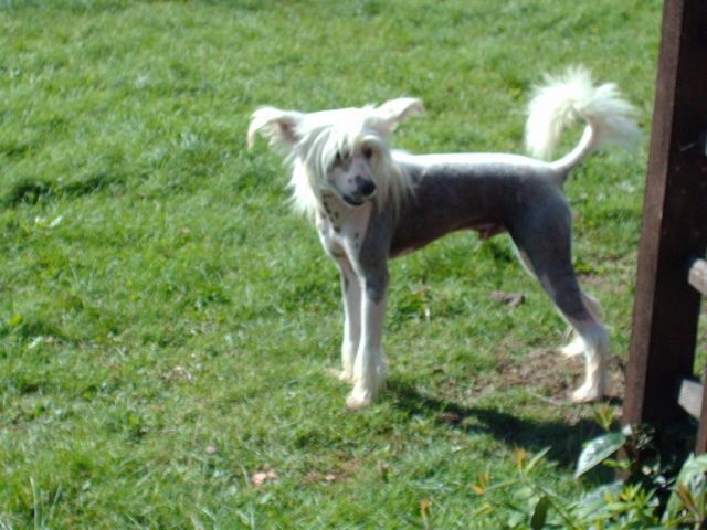 Doucai The Royal Red Rimmer