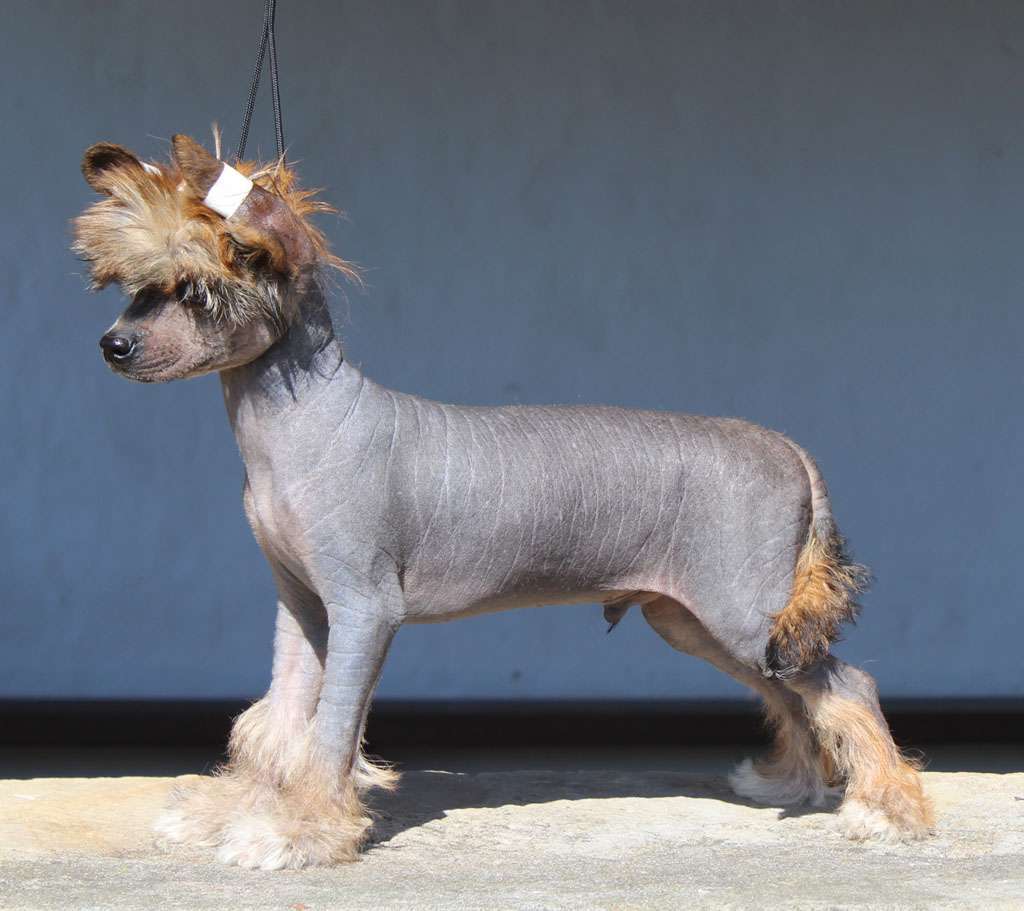 Hero of the stron de Almamasan