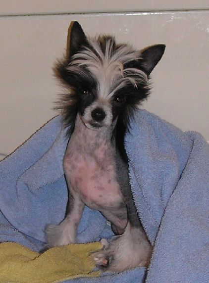 Altair's Bright Eyes