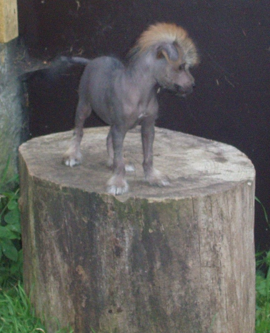 Trollmyren's Juanita