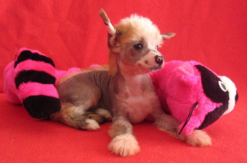 Appassionata Maly vousacek