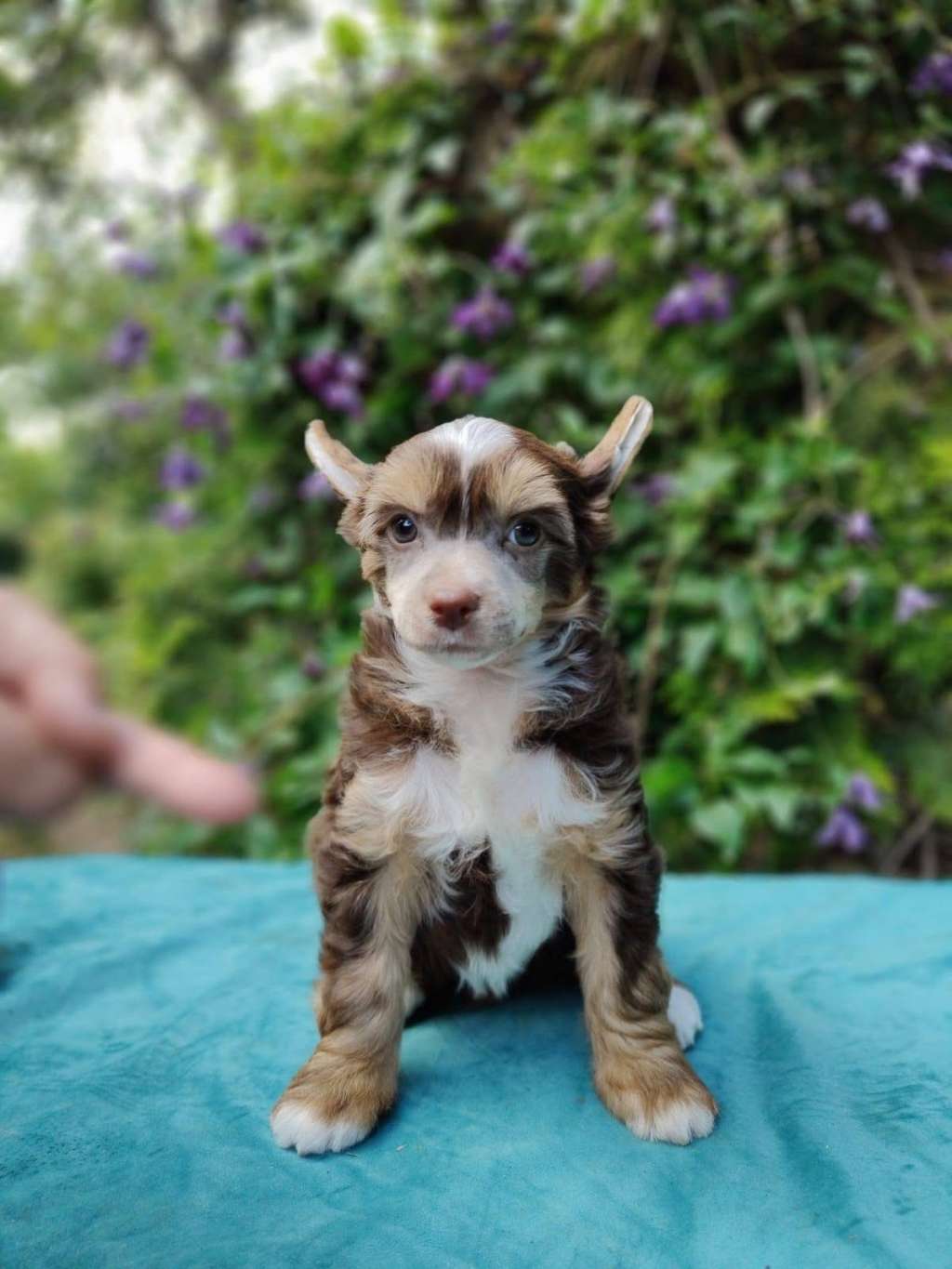 Czekoladowa Innowacja Sasima