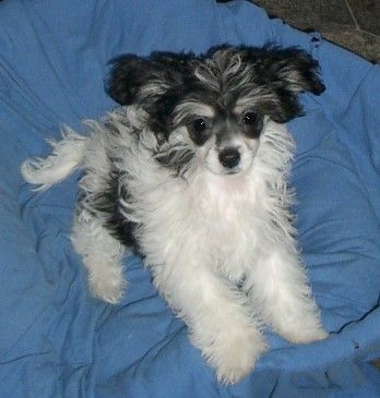 Kachjna Kingly Kapital of Powder Dream