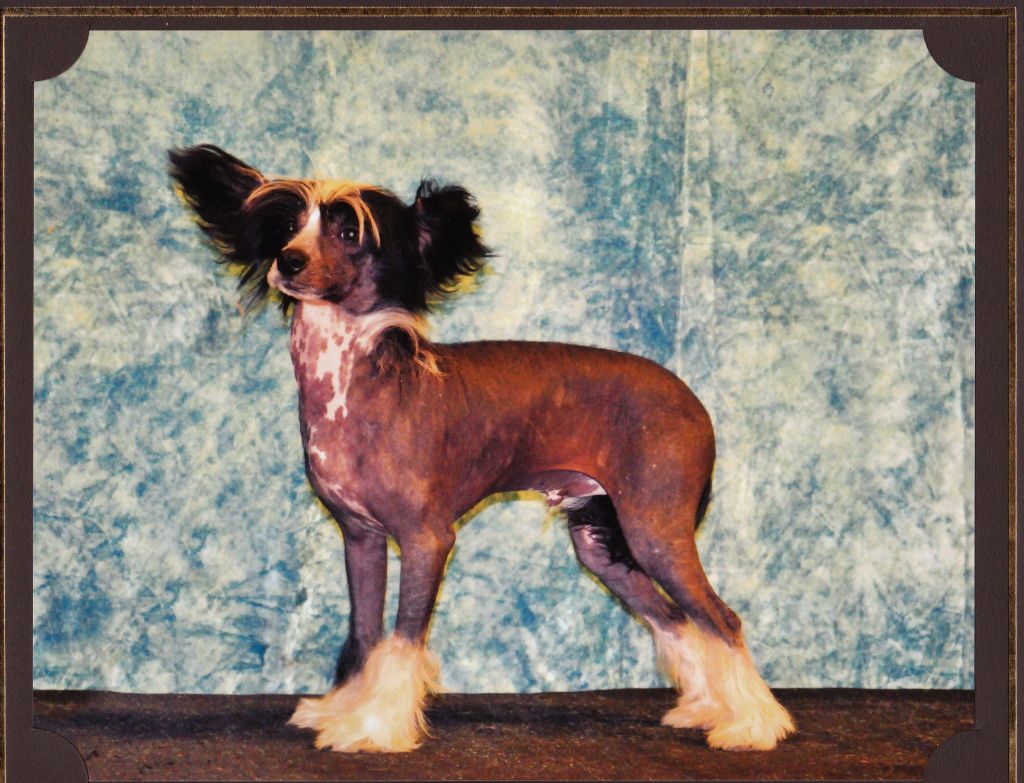 Sigyns Midnight Quest Naf