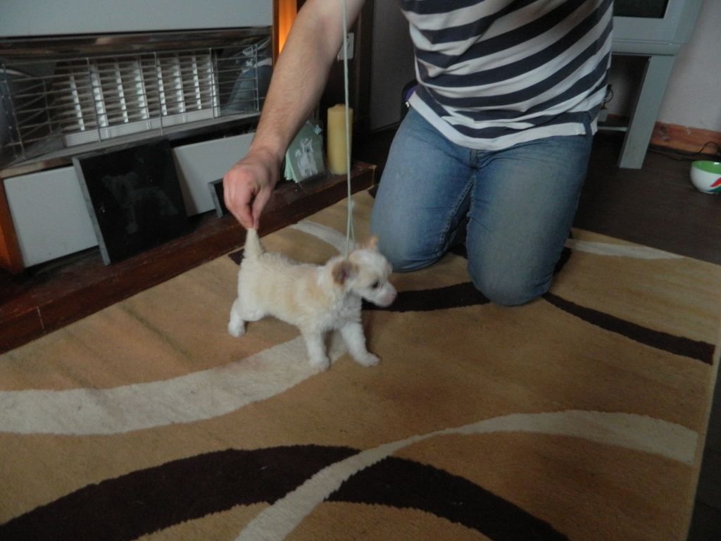 Sigyns Man About Town