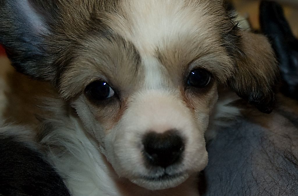 Kaunisvirran Yasmina