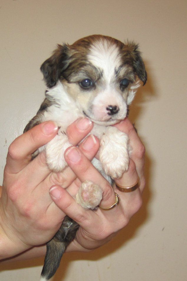 Spirit Of Mantra's Ketchup