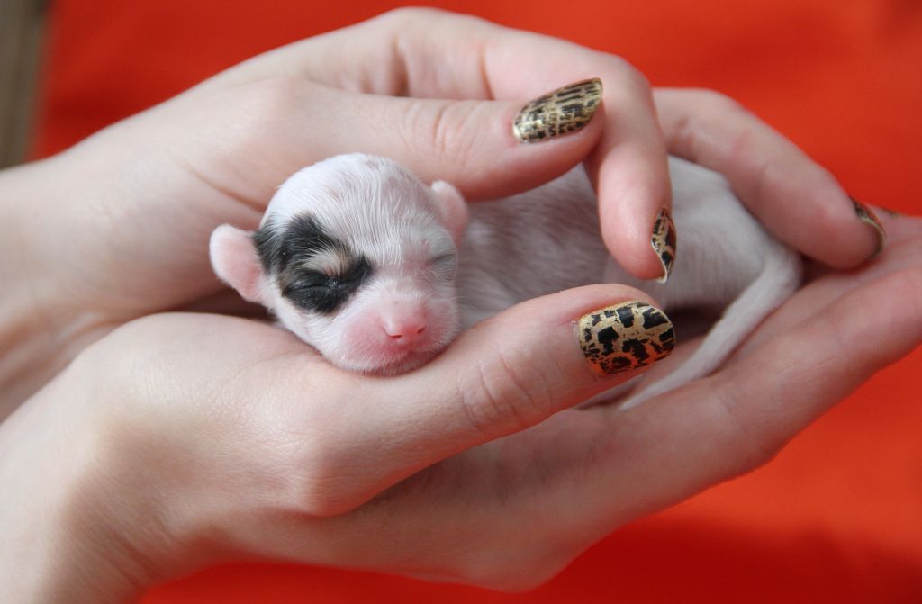 Zholesk Diamond Of My Heart