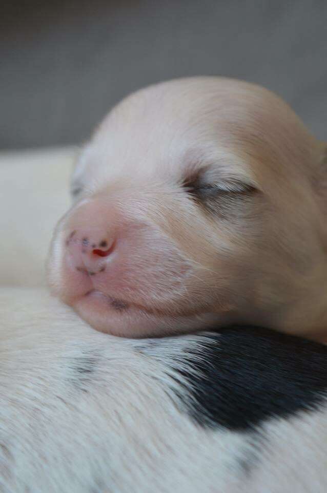 Magnus Staff Knock Out