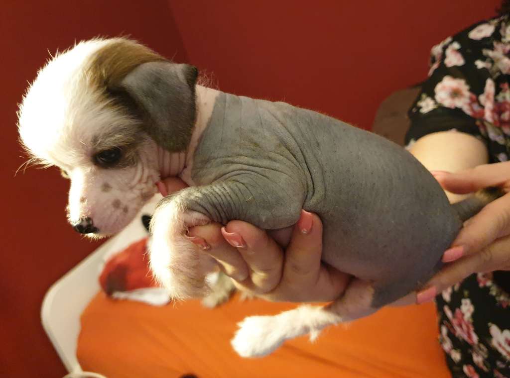 Arturo Mia Vita Felicita