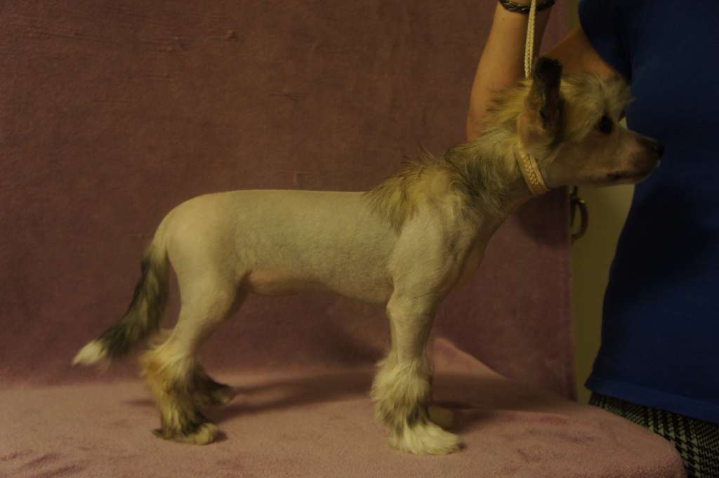 Ying Yang's Ebony And Ivory