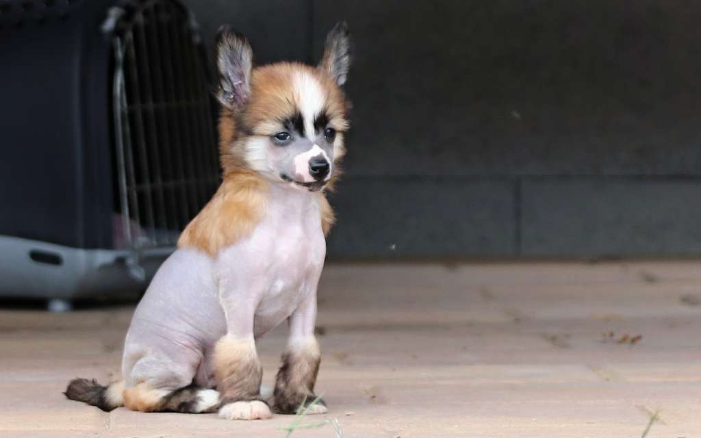 Origin  Rosaria Queen Malverne