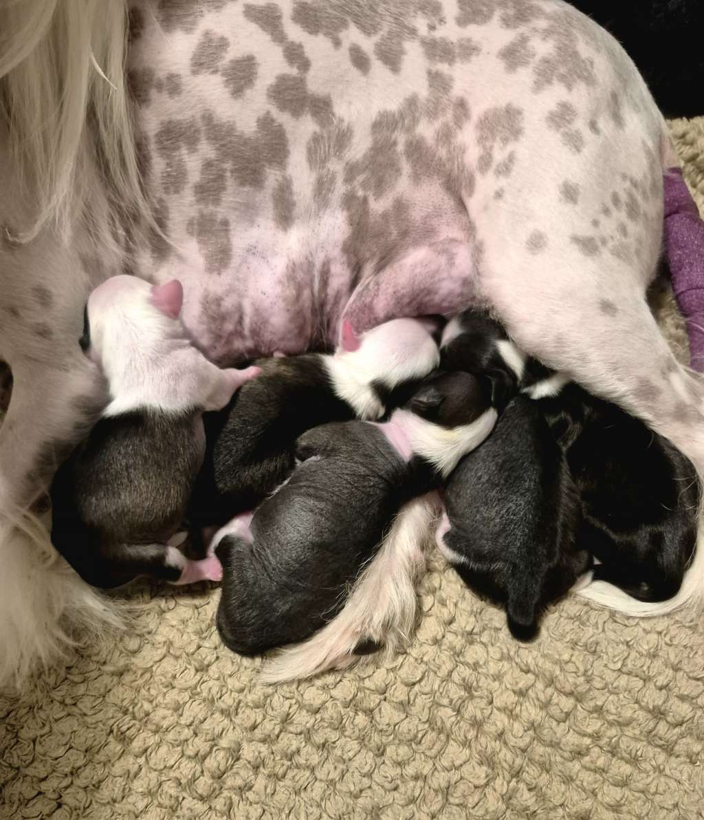 Cerohair Just like a circus