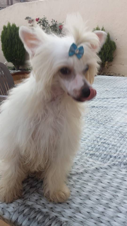 Lo Petah de le Chien Bourjois