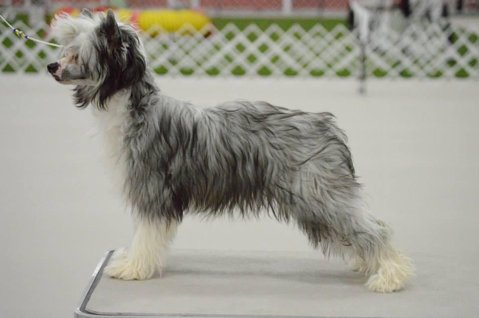 Viva's Green with Envy