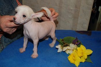 De La Mahafu's Flying Felix