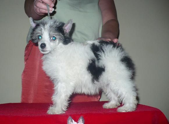 Obie's Split Decision