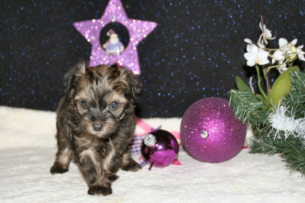 Mamba Caramba Trishablue