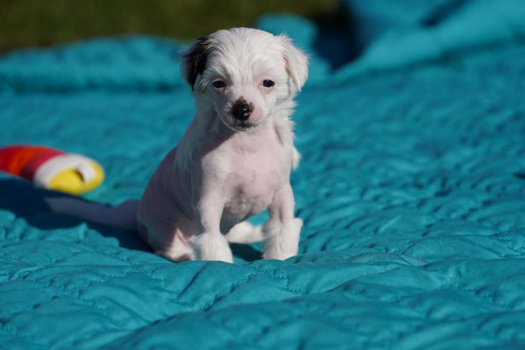 Licky Lips Vision of Hope