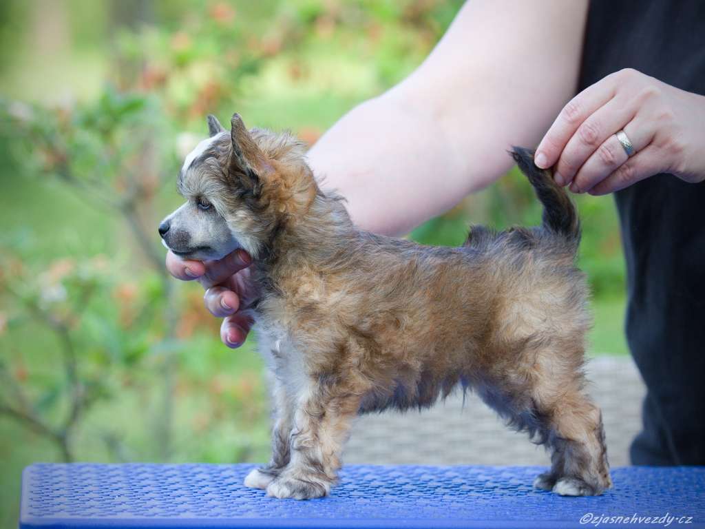 Veron z Jasne hvezdy