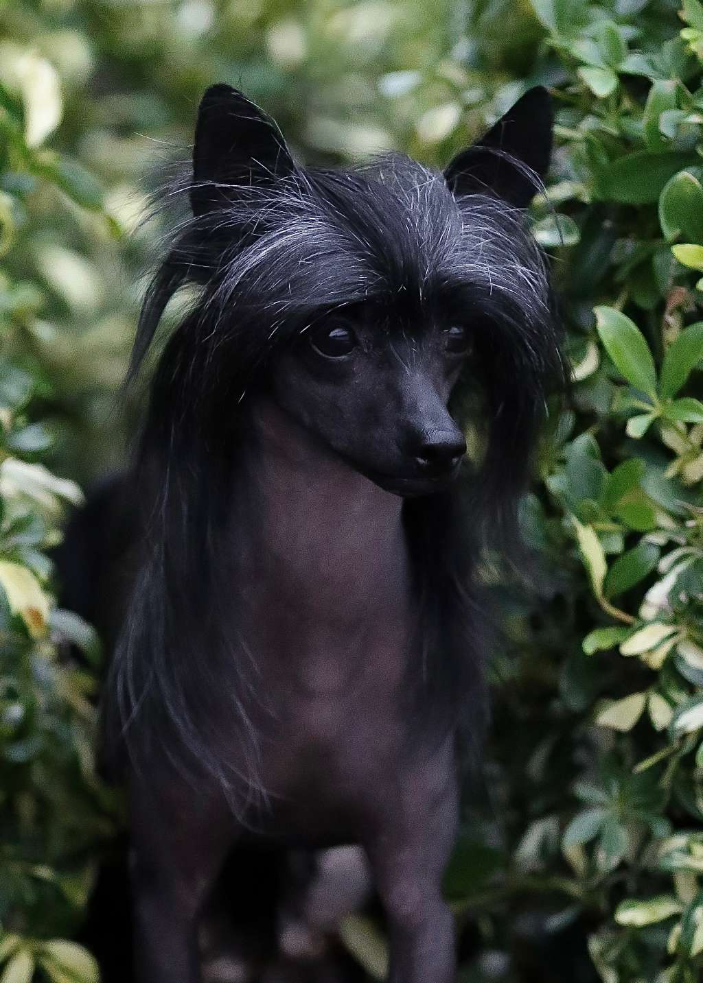 Kaylen Ariellas Black Dahlia