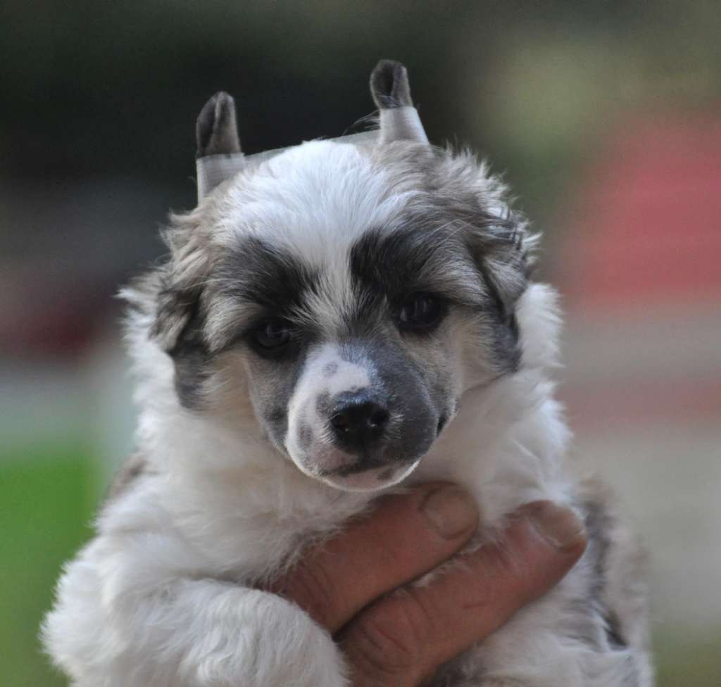 Jéronimo Little Champs