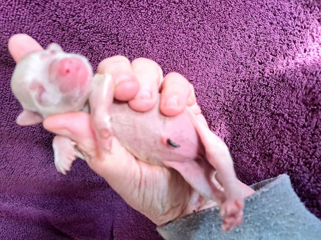 Castlecove Adios Pantalones Mi Amiga