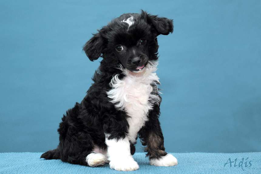 Practical Hero Yogurt Girl