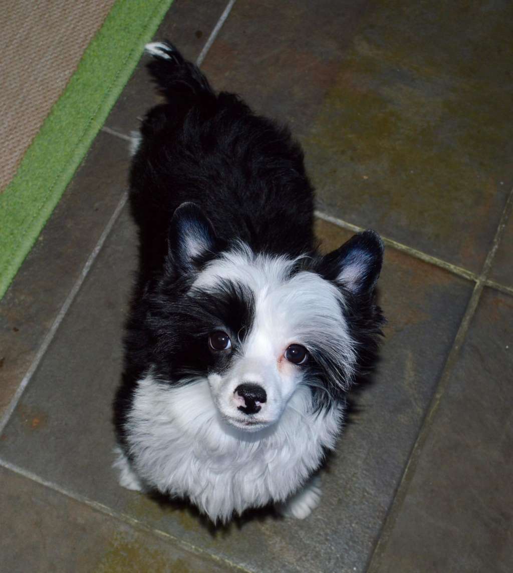 Fronklinn's Camellia