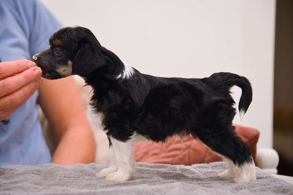 Demol'Alegres Domino Deluxe