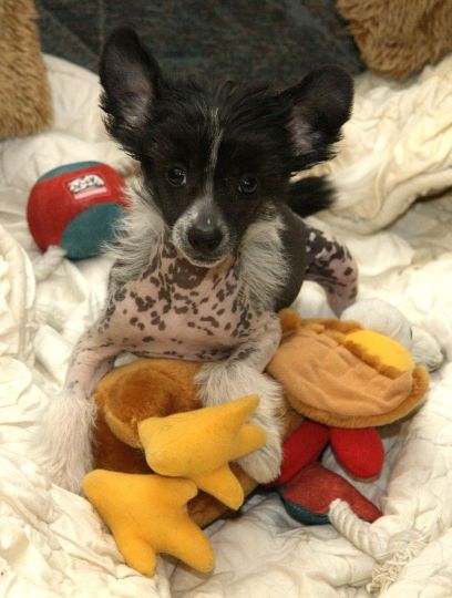 Prince Charming von Shinbashi